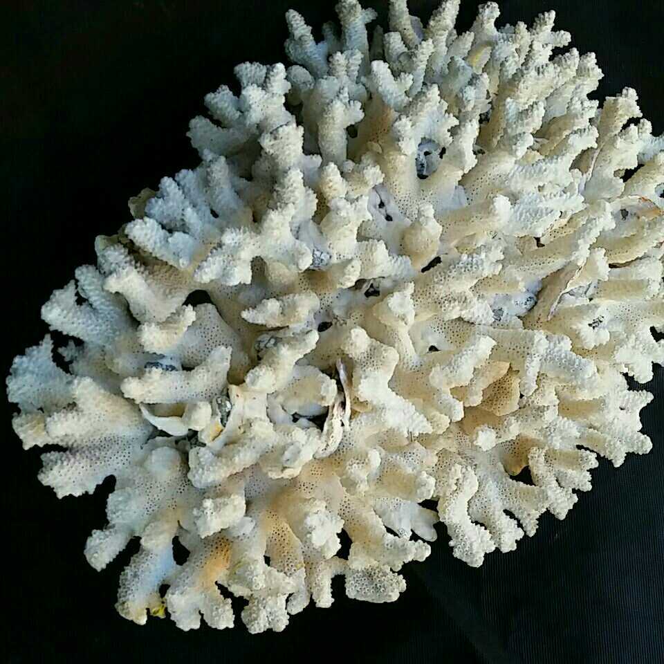 5【珊瑚】大型☆飾り サンゴ礁 置物☆白 海水魚 水槽 レイアウト