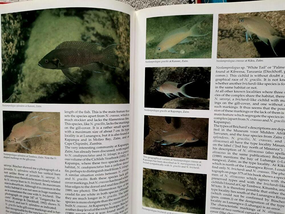  free shipping!! The CICHLIDS yearbook Volume3sik lid year book Vol3 Ad Konings foreign book malaui lake tongue gani squid lake Africa nbook@ illustrated reference book 