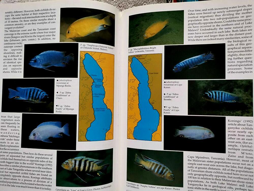  free shipping!! The CICHLIDS yearbook Volume3sik lid year book Vol3 Ad Konings foreign book malaui lake tongue gani squid lake Africa nbook@ illustrated reference book 