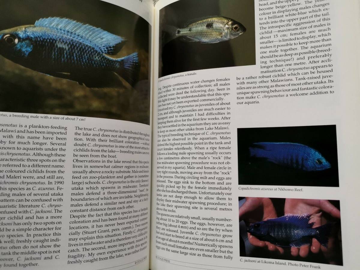  free shipping!! The CICHLIDS yearbook Volume3sik lid year book Vol3 Ad Konings foreign book malaui lake tongue gani squid lake Africa nbook@ illustrated reference book 