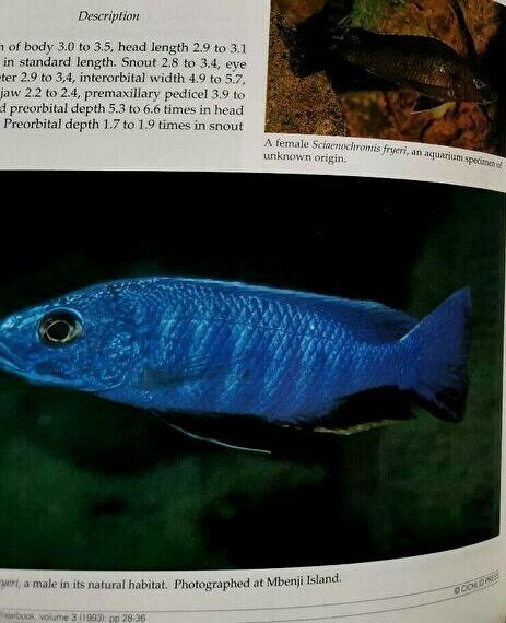  free shipping!! The CICHLIDS yearbook Volume3sik lid year book Vol3 Ad Konings foreign book malaui lake tongue gani squid lake Africa nbook@ illustrated reference book 