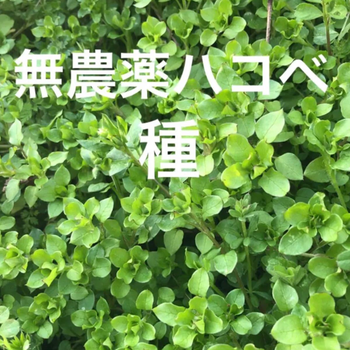 Paypayフリマ 天然無農薬 ハコベ 種 150粒 種まき用 インコ エサ 餌 山野草 Paypayフリマ 天然無農薬 ハコベ 種 150粒 種まき用 インコ エサ 餌 山野草