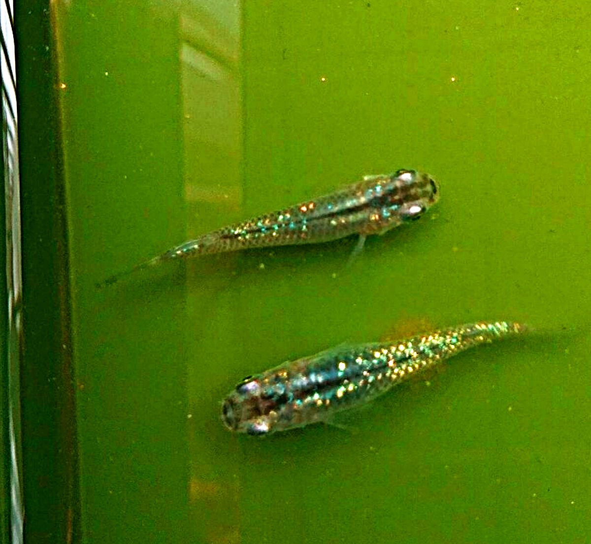 Paypayフリマ メダカ めだか 毬花兄弟 黒 ラメ 卵 30個 A Paypayフリマ メダカ めだか 毬花兄弟 黒 ラメ 卵 30個 A