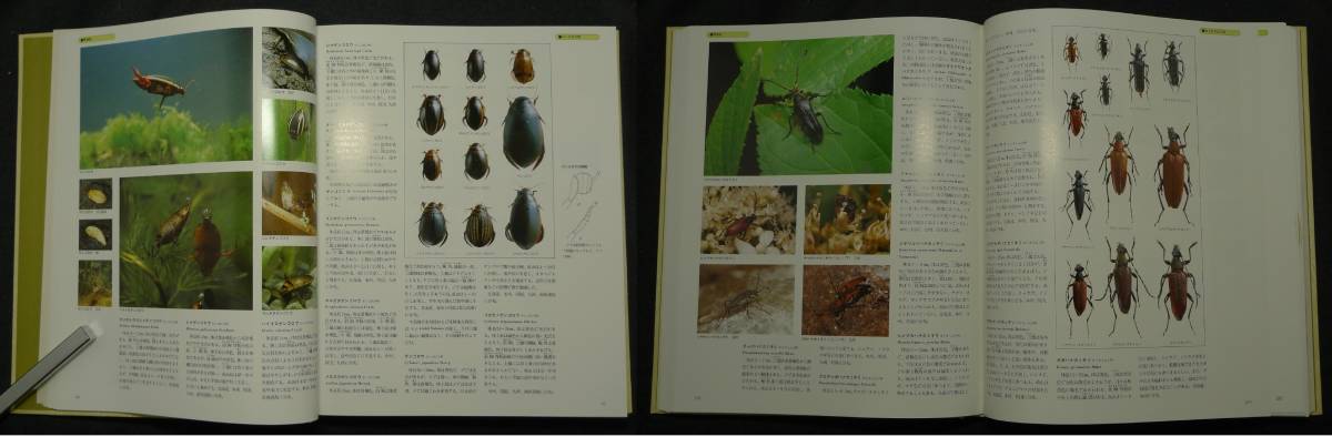 [ super rare ][2 pcs. set, beautiful goods ] secondhand book world culture living thing large illustrated reference book insect Ⅰ&Ⅱ Ⅰ volume chou*bata* dragonfly etc. Ⅱ volume . insect world culture company 