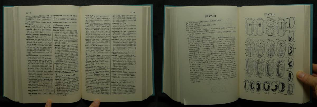 【超希少】【函付き、新品並美品】古本　昆虫学辞典　A GLOSSARY OF ENTOMOLOGY　著者：素木得一　（株）北隆館_画像6