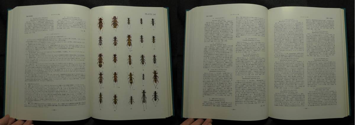[ rare ][ beautiful goods ] secondhand book . color insect large ..Ⅱ. insect . author : middle root .., large . one Hara,..., black . good .( stock ) north . pavilion 