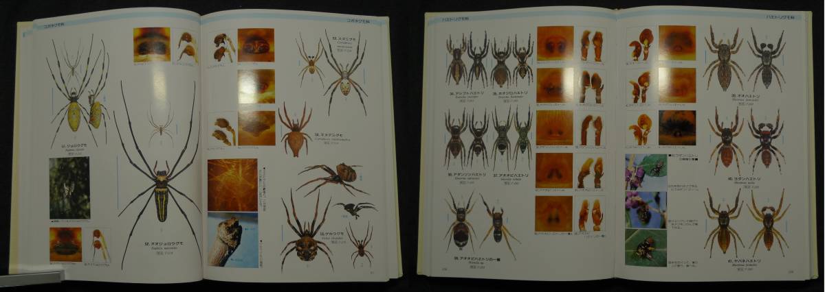 【超希少】【初版、美品】古本　写真・日本クモ類大図鑑　PICTORIAL ECYCLOPEDIA OF SPIDERS IN JAPAN　著者：千国安之輔　（株）偕成社_画像6