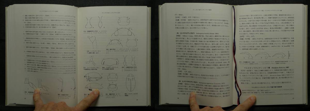 超希少】【初版、美品】古本 図説日本のゲンゴロウ Dytiscoidea of