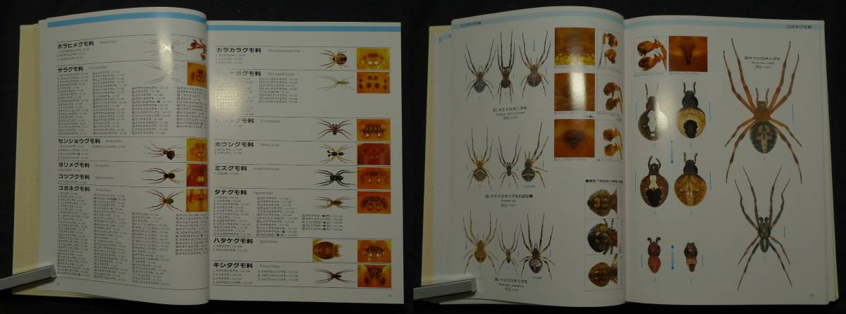 【超希少】【初版、美品】古本　写真・日本クモ類大図鑑　PICTORIAL ECYCLOPEDIA OF SPIDERS IN JAPAN　著者：千国安之輔　（株）偕成社_画像5