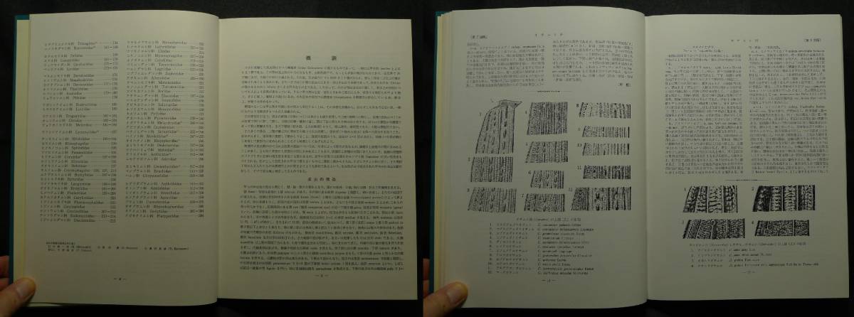 [ rare ][ beautiful goods ] secondhand book . color insect large ..Ⅱ. insect . author : middle root .., large . one Hara,..., black . good .( stock ) north . pavilion 