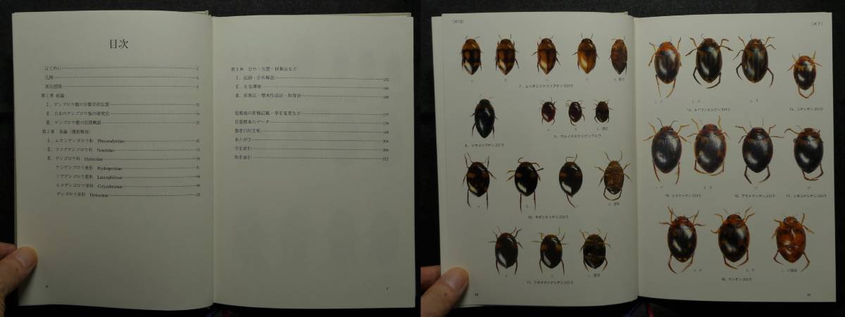 [ super rare ][ the first version, beautiful goods ] secondhand book map opinion japanese gengo low Dytiscoidea of Japan author : forest regular person, north mountain . writing one synthesis publish 