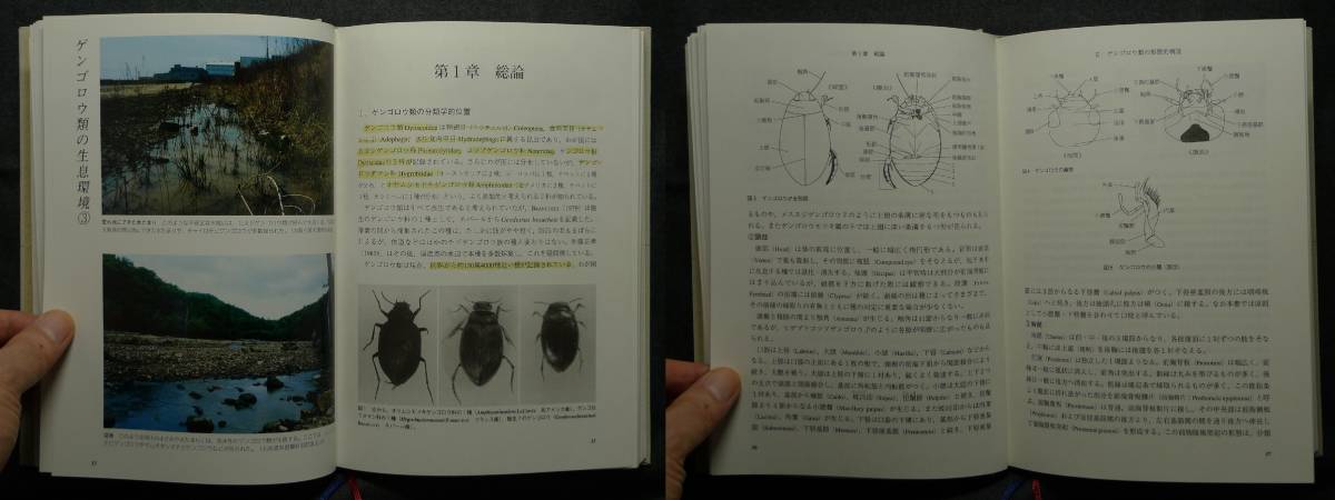 超希少】【初版、美品】古本 図説日本のゲンゴロウ Dytiscoidea of