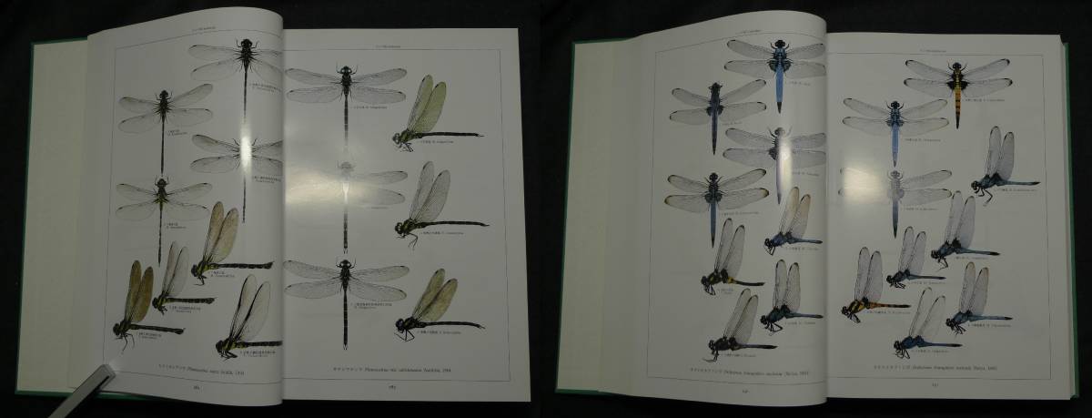 [ super rare, the first version, new goods average beautiful goods ] secondhand book . color Japan dragonfly larva * imago large illustrated reference book work : Japanese cedar . light . stone rice field . three small island . three stone rice field .. Aoki .. Hokkaido university books . line .