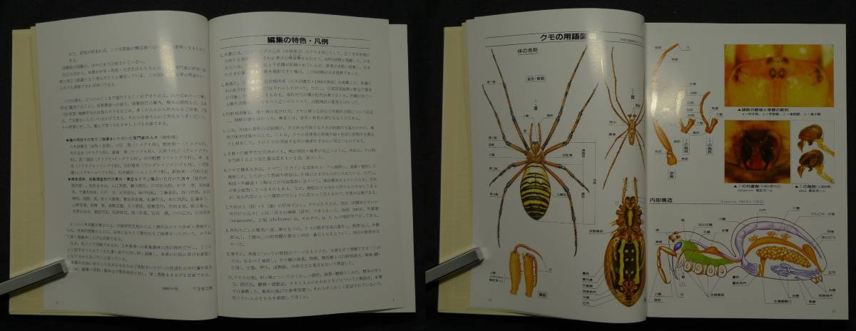 【超希少】【初版、美品】古本　写真・日本クモ類大図鑑　PICTORIAL ECYCLOPEDIA OF SPIDERS IN JAPAN　著者：千国安之輔　（株）偕成社_画像4