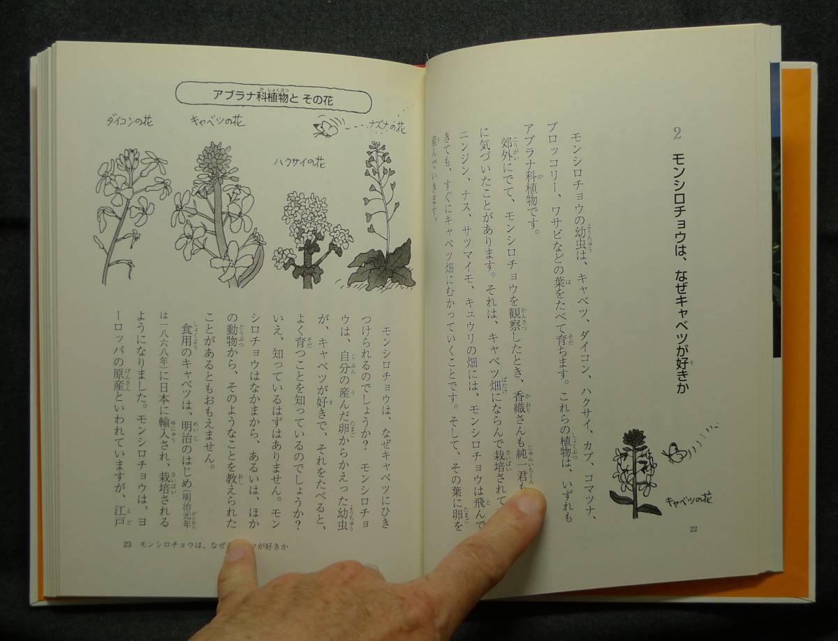 【超希少】【初版、新品並美品】古本　わたしの研究　モンシロチョウの観察　わたしの研究　８ 著者：石井象二郎　絵：つだかつみ　偕成社_画像8