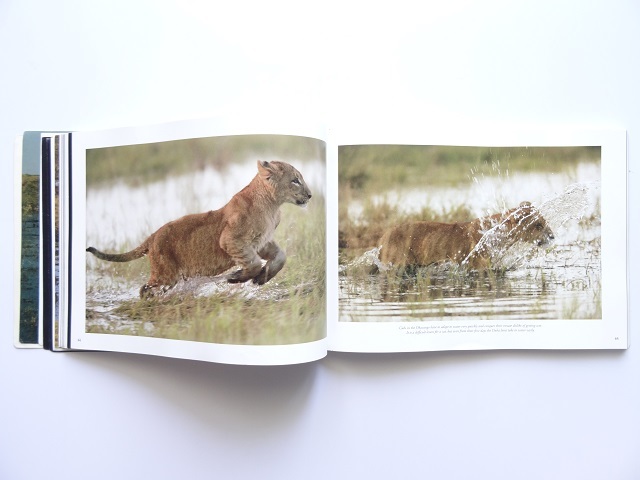 ヤフオク 洋書 ライオンの写真集 本 動物 サバンナ 大自然 ヤフオク 洋書 ライオンの写真集 本 動物 サバンナ 大自然