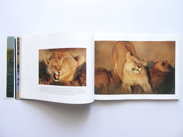 ヤフオク 洋書 ライオンの写真集 本 動物 サバンナ 大自然