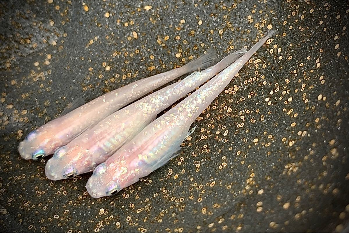Paypayフリマ ピンクオーロララメメダカの有精卵個 A Paypayフリマ ピンクオーロララメメダカの有精卵個 A
