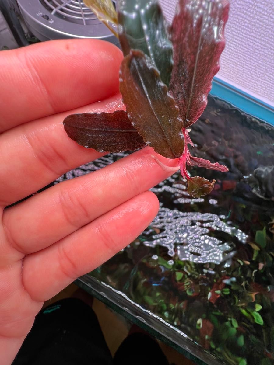Bucephalandra sp. Varigata Pink 水中葉 Bucephalandra sp Varigata Pink 水中葉|Yahoo!フリマ(旧