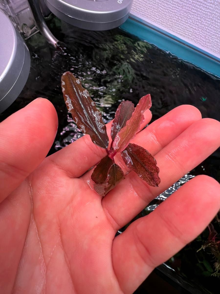 Bucephalandra sp. Varigata Pink 水中葉 Bucephalandra sp Varigata Pink 水中葉|Yahoo!フリマ(旧