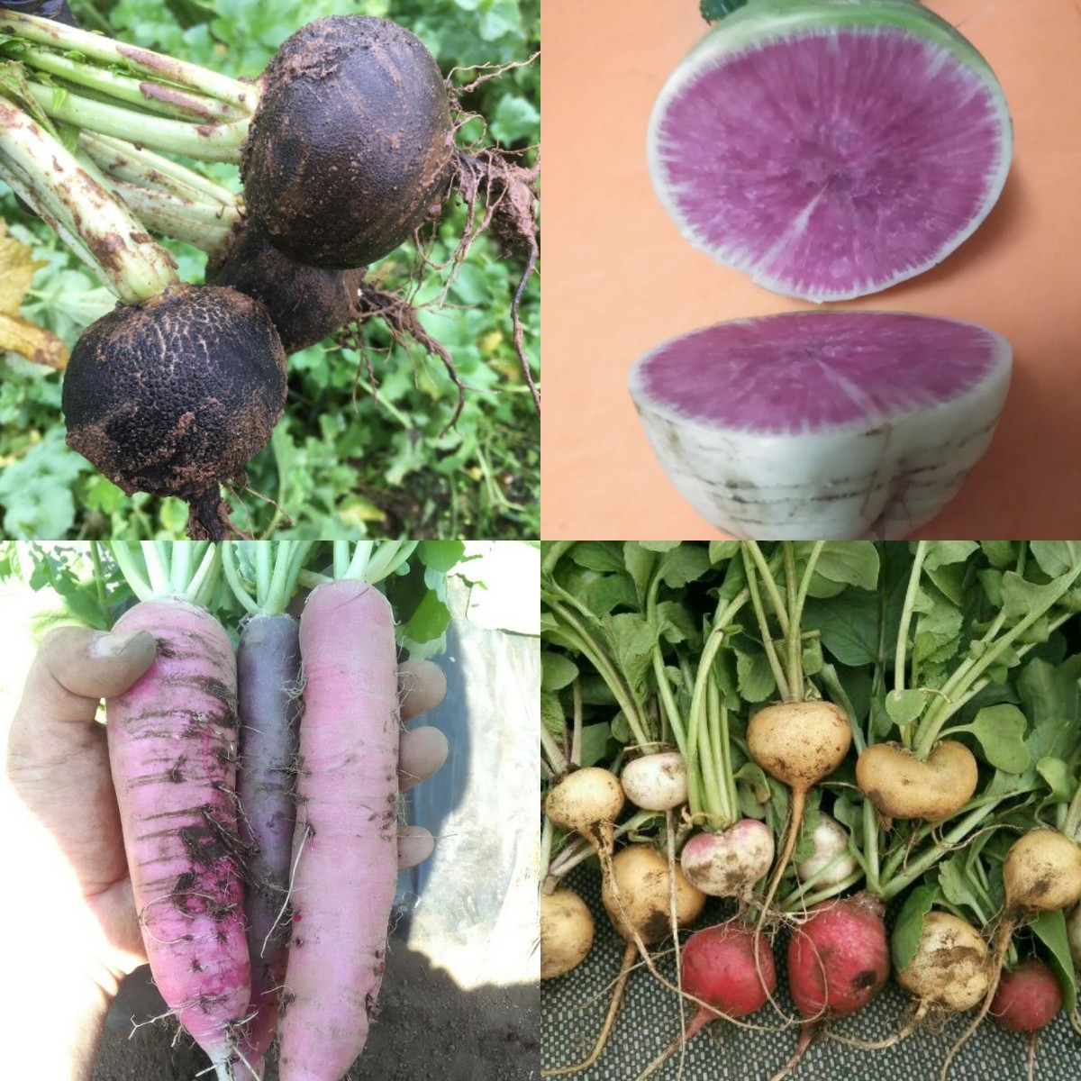 Paypayフリマ イタリア野菜の種 秋の準備 珍しいカラフルな大根の種4種類 おまけ1種 Paypayフリマ イタリア野菜の種 秋の準備 珍しいカラフルな大根の種4種類 おまけ1種