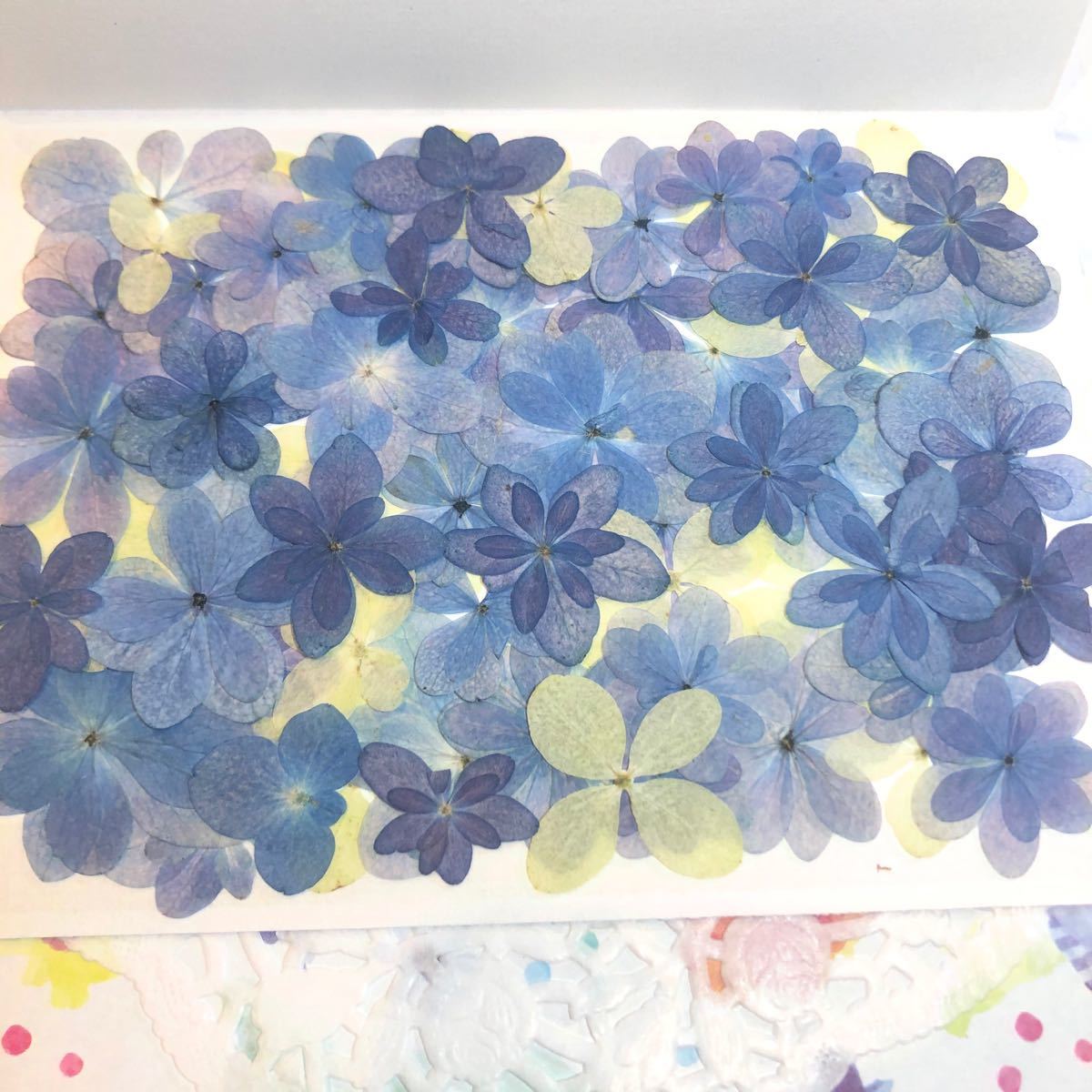 Paypayフリマ New 選別前だからお安く 紫陽花の押し花セット Paypayフリマ New 選別前だからお安く 紫陽花の押し花セット