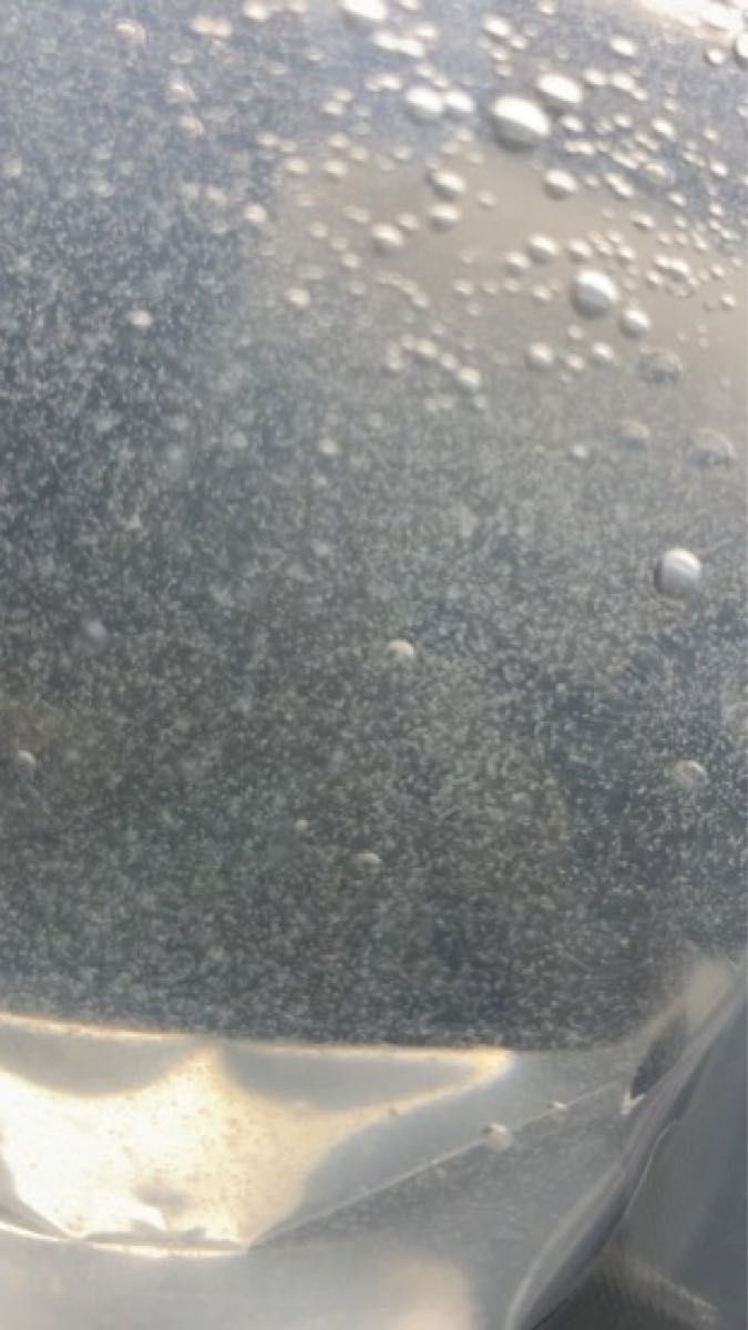 高濃度ゾウリムシ種水 600ml 針子に最適 培養可能