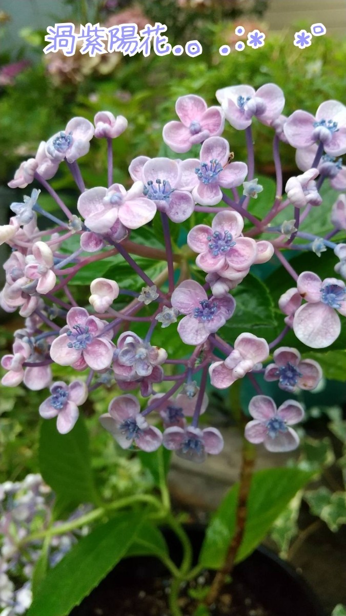 Paypayフリマ 渦紫陽花 お多福紫陽花 挿し木苗 ５号鉢植え