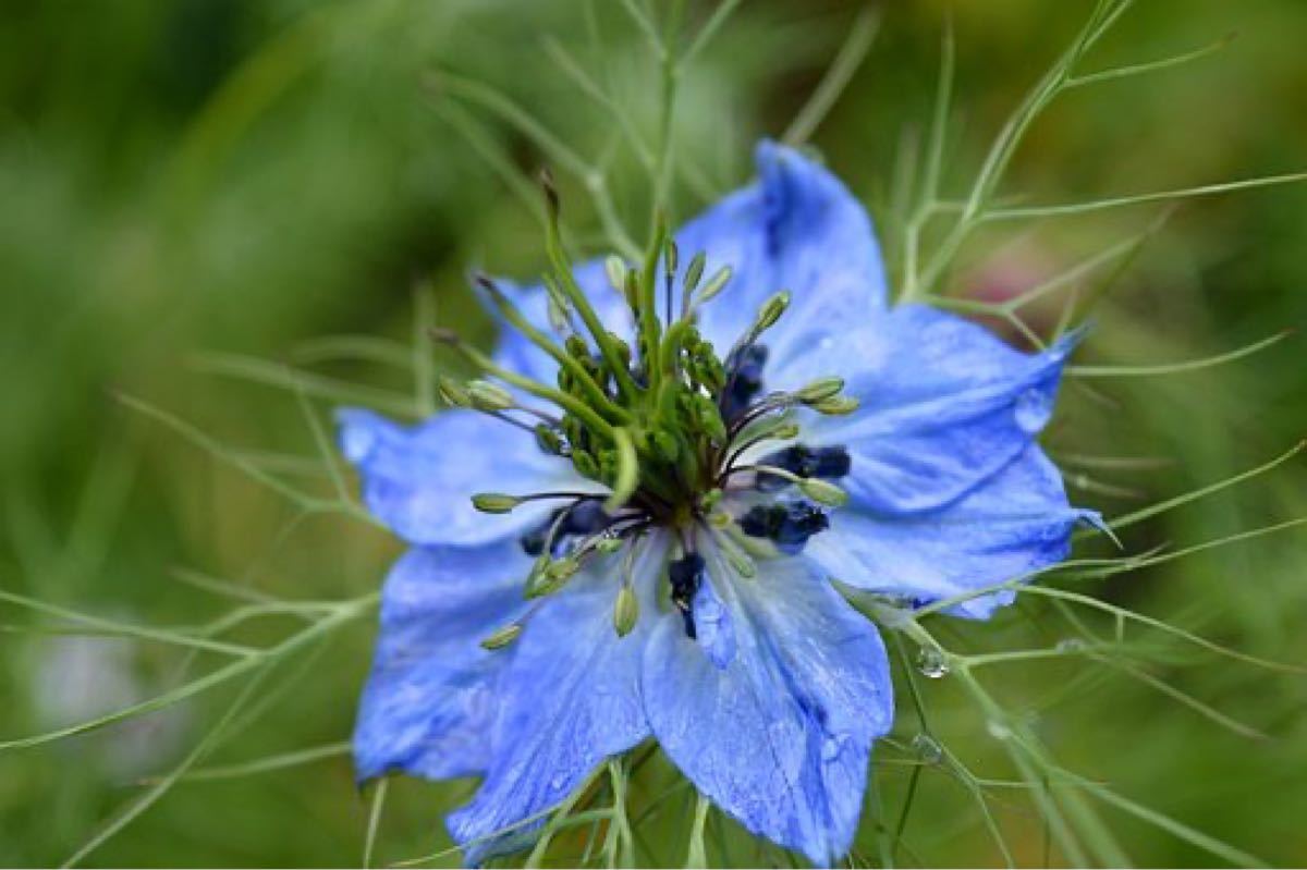 Paypayフリマ 花の種 オルレア ニゲラ 合計100粒 花の種のおまけ付き Paypayフリマ 花の種 オルレア ニゲラ 合計100粒 花の種のおまけ付き