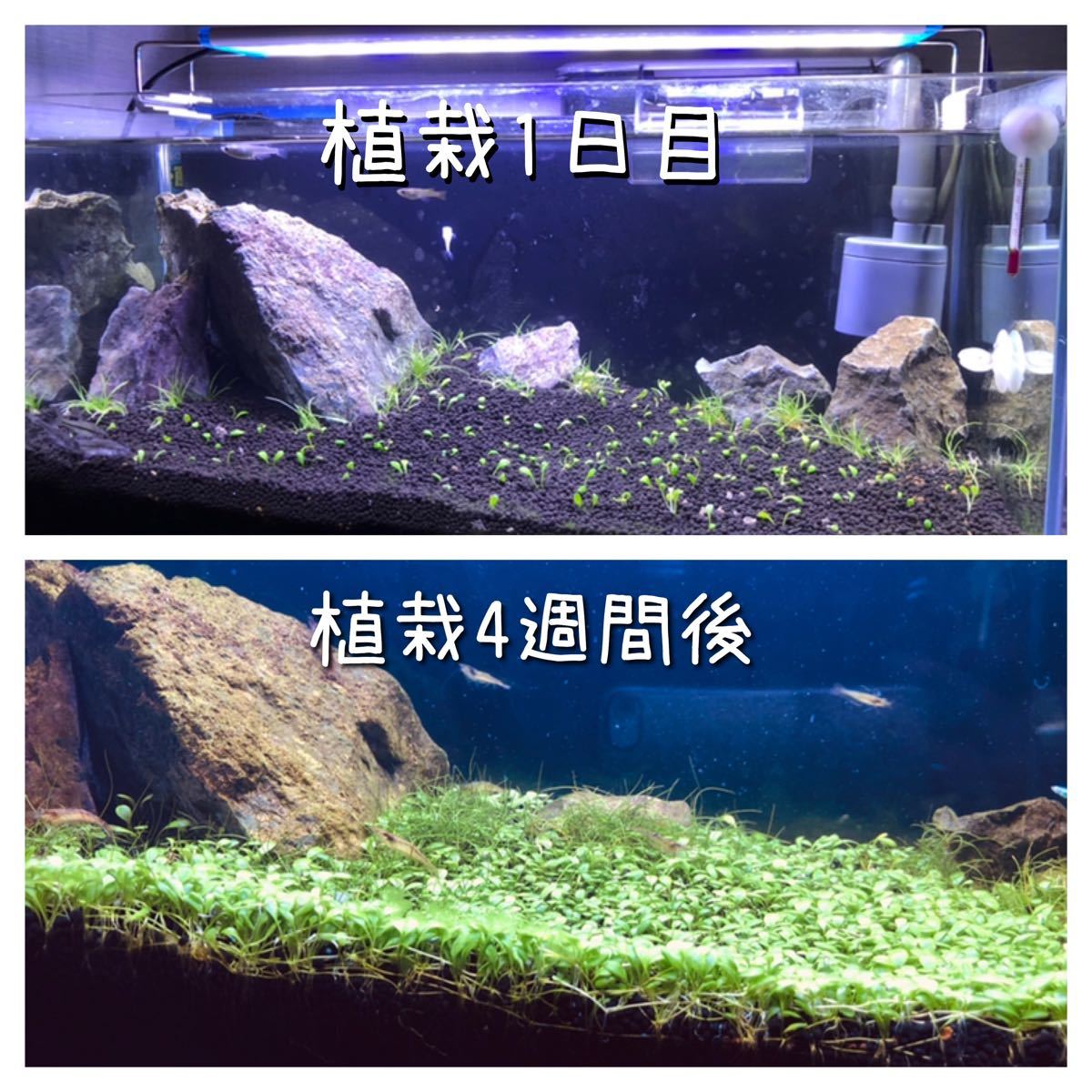 Paypayフリマ 水中葉 初心者向け Ada製 グロッソスティグマ 前景草 約50株 Paypayフリマ 水中葉 初心者向け Ada製 グロッソスティグマ 前景草 約50株