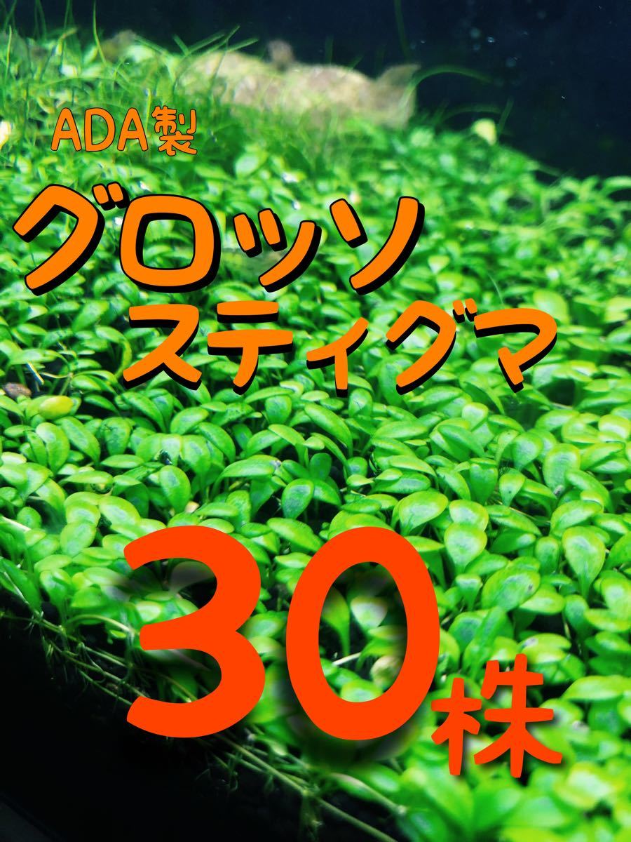 【水中葉 】ADA製 グロッソスティグマ 前景草 約30株！プラス20株増量中！