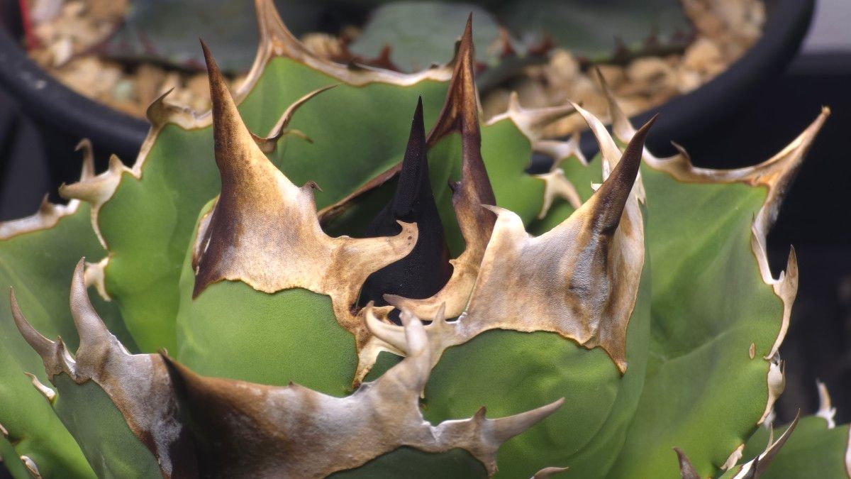 親株】アガベ チタノタ Dennis040 キングアーサー