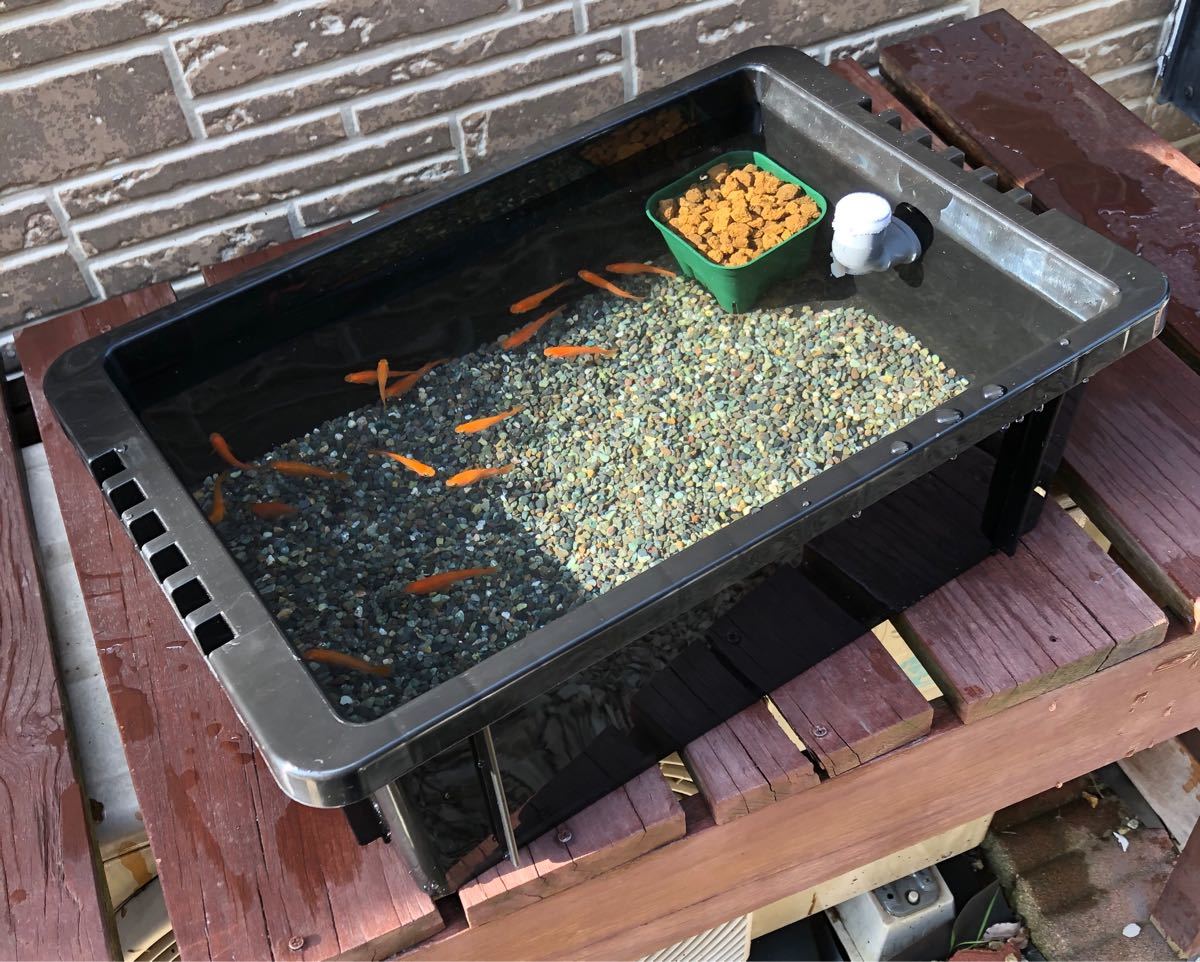 Paypayフリマ メダカ飼育セット 大磯石 Paypayフリマ メダカ飼育セット 大磯石