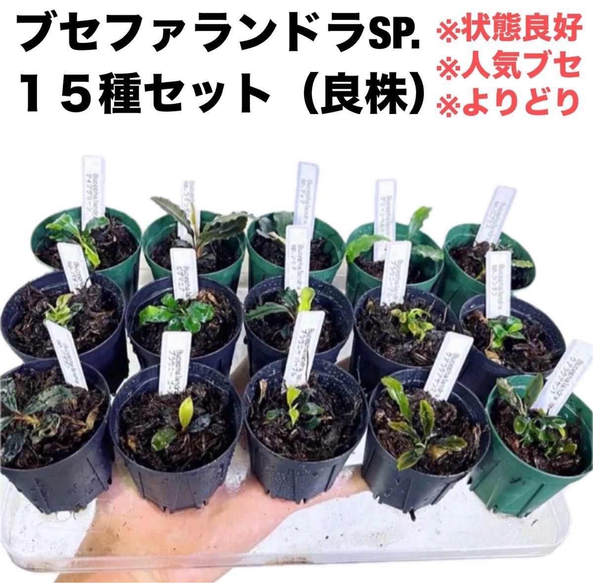 ◆専用◆特◆ブセファランドラSP.よりどり10セット #ブセさかな屋 クダカン 特 ブセファランドラSP よりどり10セット(良株) #ブセさかな屋