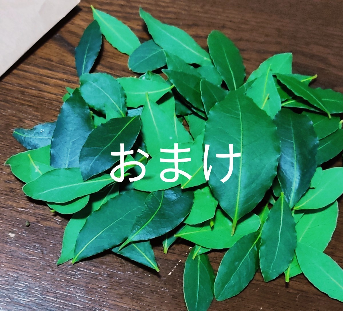 Paypayフリマ ローリエ 月桂樹 10本 挿木 葉おまけ付き 無農薬 Paypayフリマ ローリエ 月桂樹 10本 挿木 葉おまけ付き 無農薬