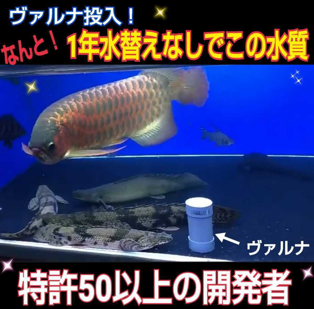 おトク情報がいっぱい! アロワナの飼育者絶賛 水槽の水が綺麗に おトク情報がいっぱい! アロワナの飼育者絶賛 水槽の水が綺麗に