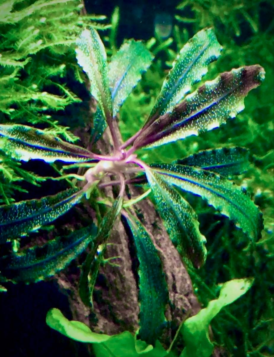 ブセファランドラ variegata ブセファランドラsp White variegata(ホワイトバリエガータ