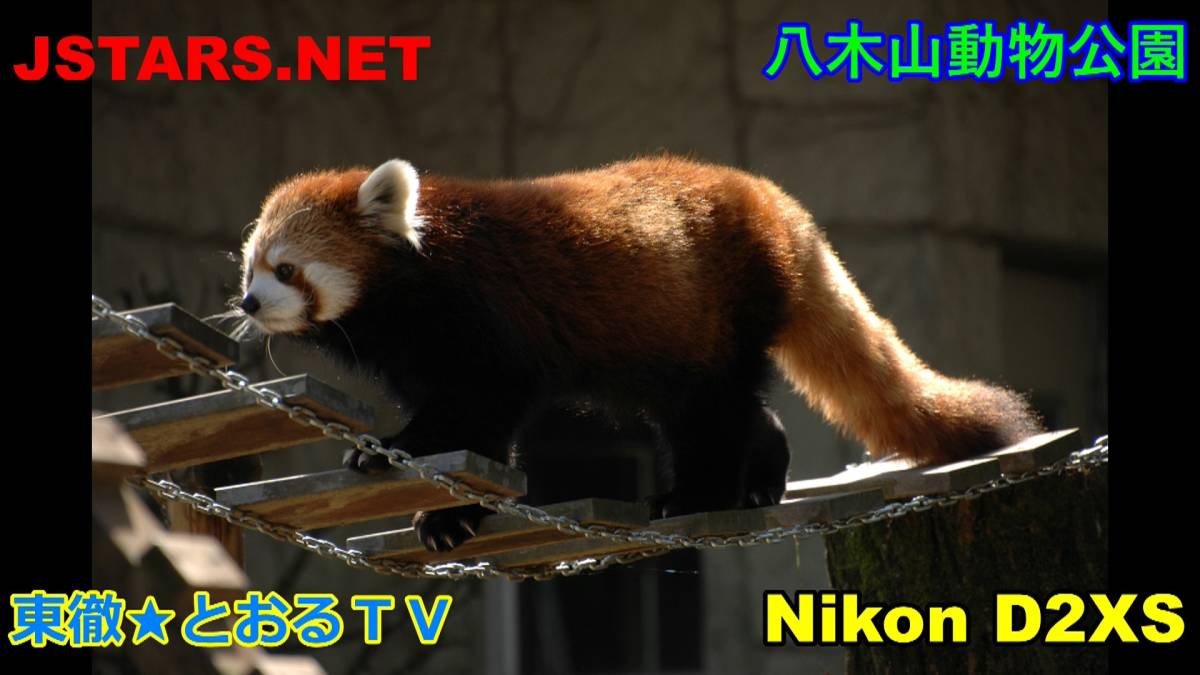 JSTARS.NET★八木山動物公園動物写真集！動物園のかわいい動物たち写真集！【NIKON D2XS】　とおるＴＶ写真集_画像1