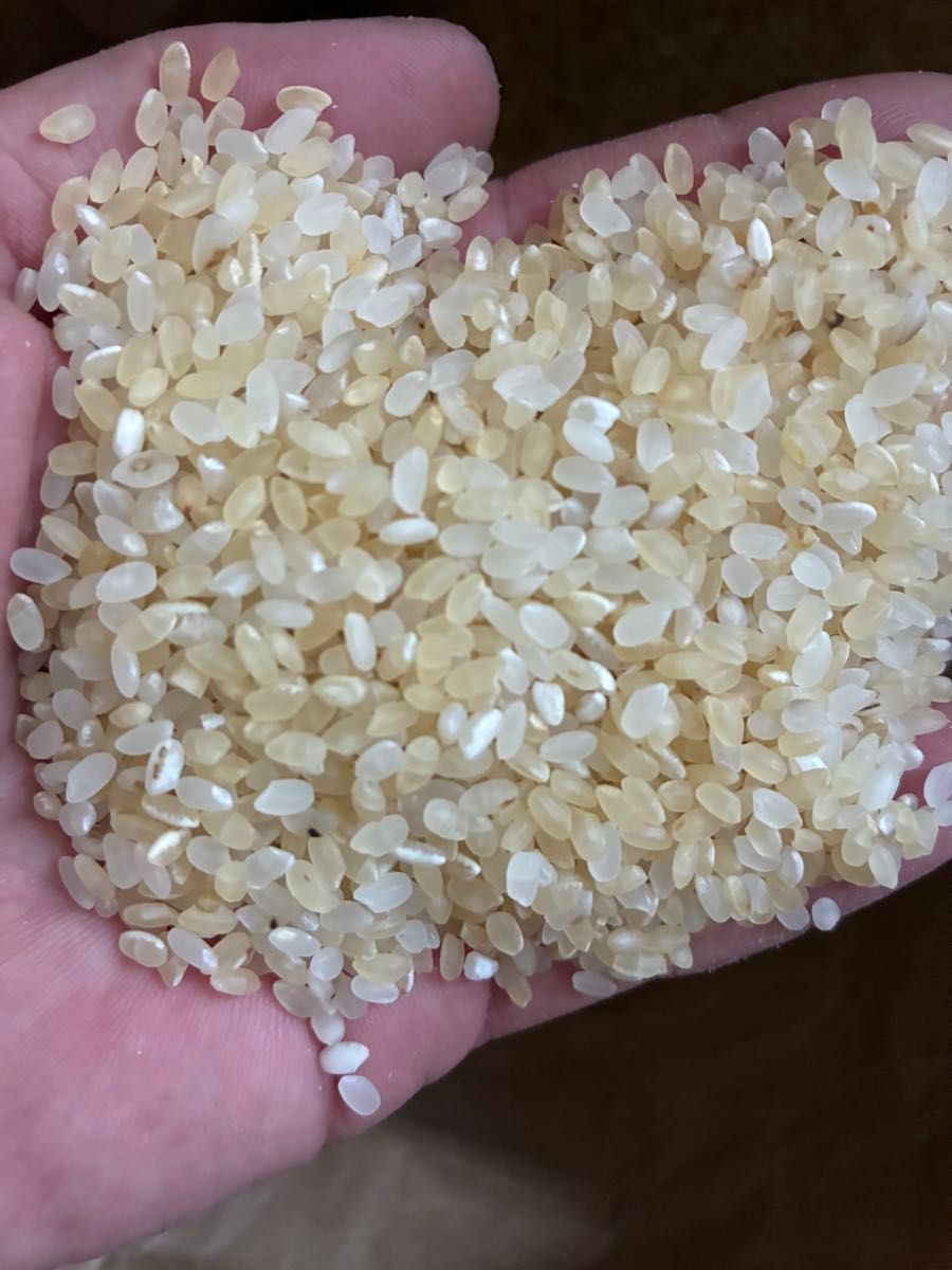エサ用 令和6年産 くず米 精米済 エサ用 袋込み12.5kg 石有り 令和6年度栽培 くず米 精米 白米 飼料用 18キロ|Yahoo!フリマ