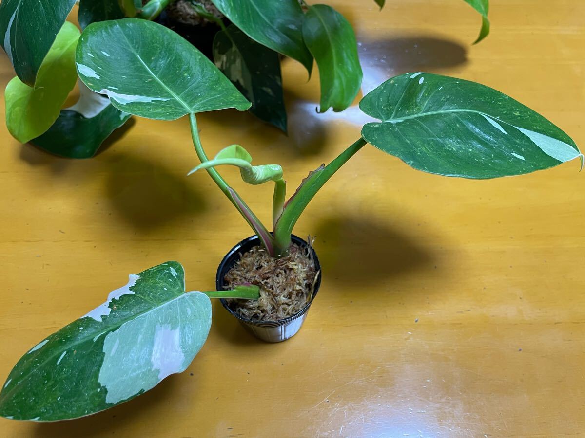 フィロデンドロン ホワイトプリンセス マレービューティ 計(jì)6ポットセット