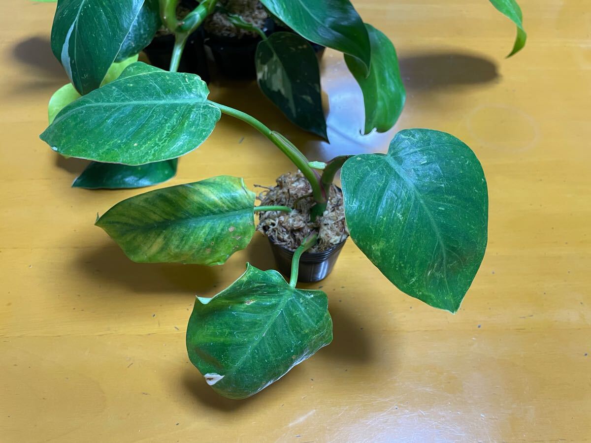 フィロデンドロン ホワイトプリンセス マレービューティ 計(jì)6ポットセット