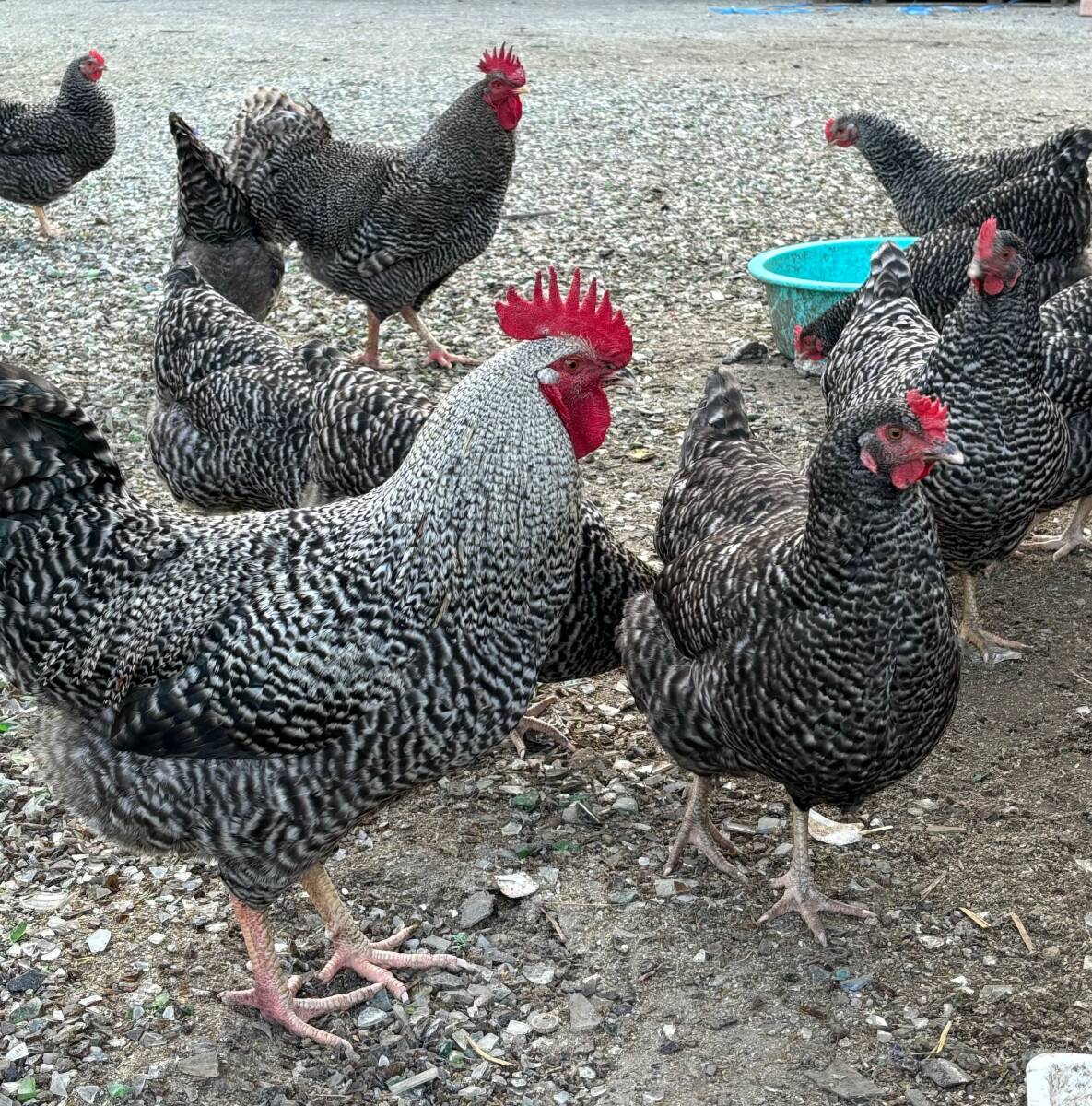 食用放牧有精卵10個入り4パック（自家配合給餌）　（無洗卵）（常溫発送）