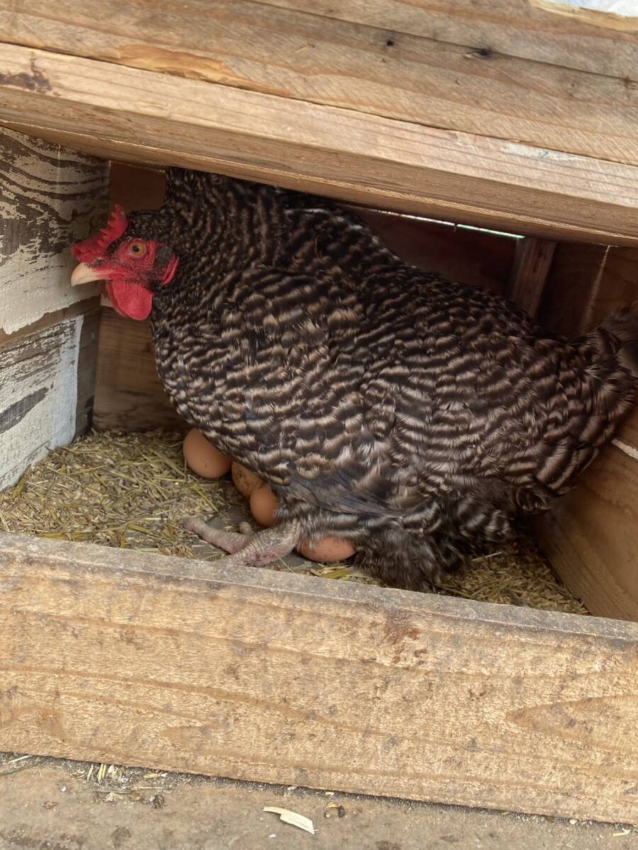 食用放牧有精卵10個入り4パック（自家配合給餌）?。o洗卵）（常溫発送）