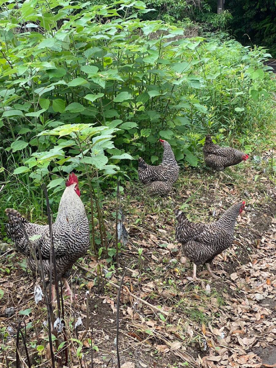 食用放牧有精卵10個(gè)入り2パック（自家配合給餌）（無洗卵）（常溫発送）