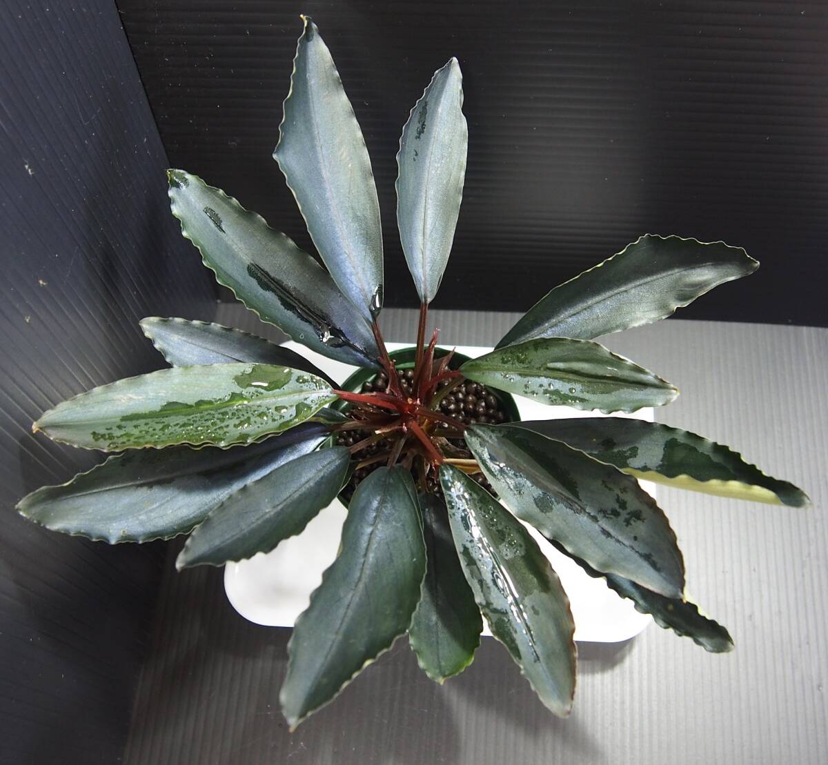 Bucephalandra sp "Deep Purple" from Kapuas【AZ1011-XX】AZ便 ブセファランドラ