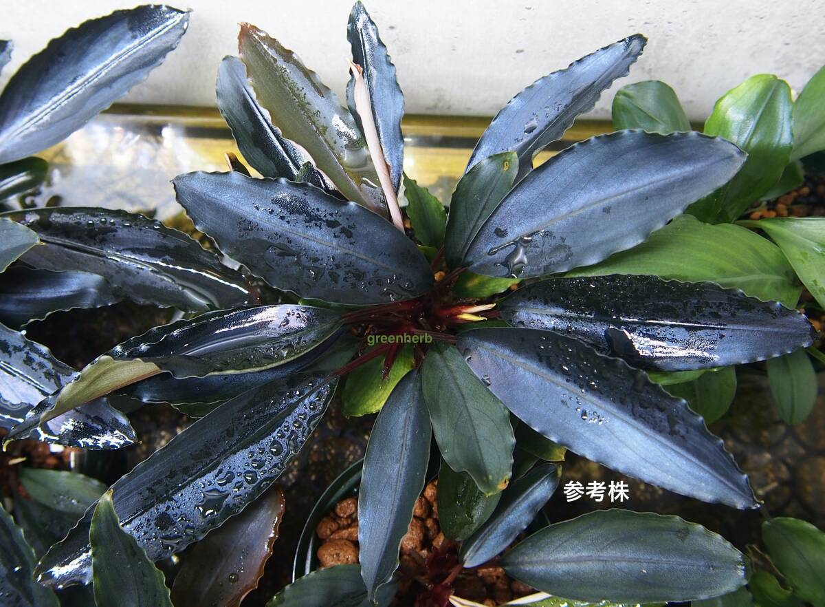 Bucephalandra sp "Deep Purple" from Kapuas【AZ1011-XX】AZ便 ブセファランドラ