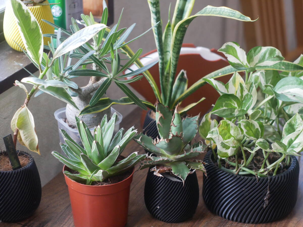 YASHICA YASHIKOR 5cm F2.8 ライカLマウントヤシカ ライカ LEICA Lマウント レンズ #918844 250920 108-48-8_画像8