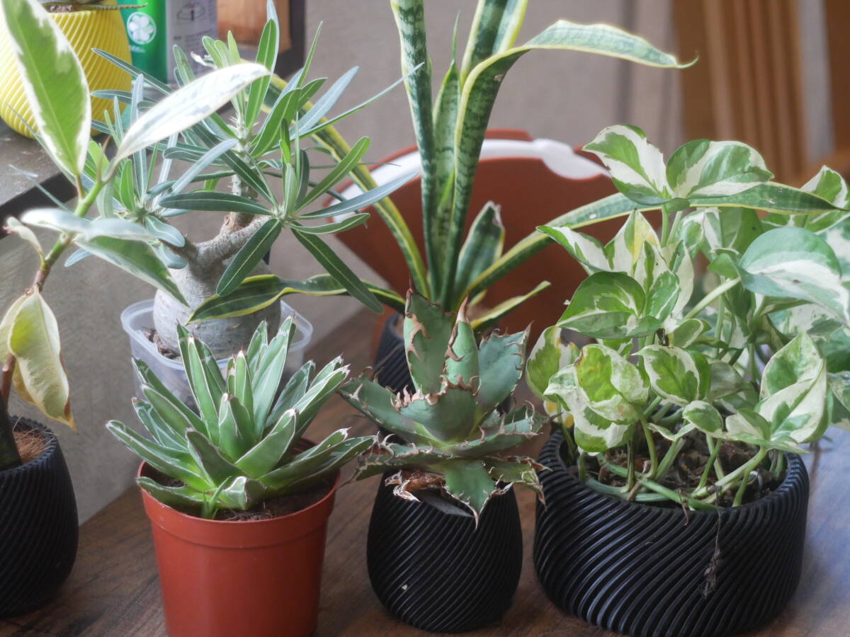 YASHICA YASHIKOR 5cm F2.8 ライカLマウントヤシカ ライカ LEICA Lマウント レンズ #919193 180514_画像8