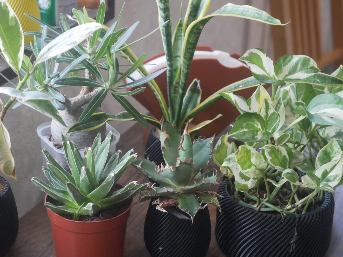 Tokyo kogaku Topcor 5cm 50mm F3.5 ライカ Lマウント #584169 HTTY 62-272-3_画像8