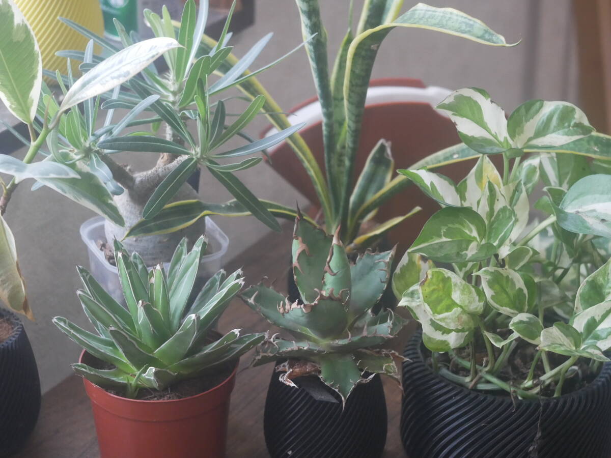 Tokyo kogaku Topcor 5cm 50mm F3.5 ライカ Lマウント #582021 kjm 156-69-8 250403_画像8